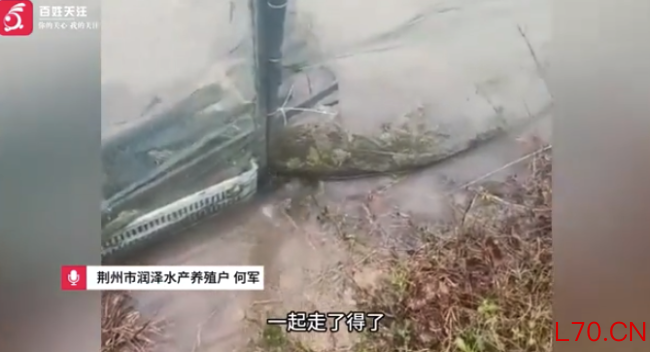 荆州暴雨导致养殖户损失惨重:10年心血一夜归零